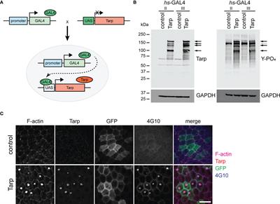 The Chlamydia trachomatis Early Effector Tarp Outcompetes Fascin in Forming F-Actin Bundles In Vivo